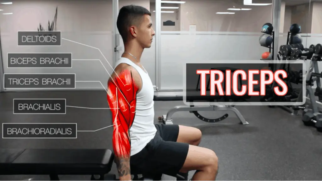 Exercises for triceps &#8211; exercises, training, rules and tips