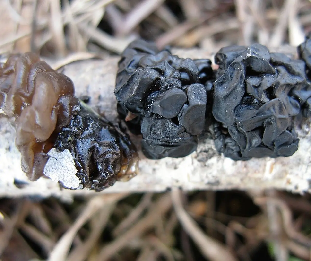 Exidia blackening (Exidia nigricans) photo and description