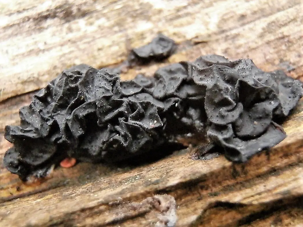 Exidia blackening (Exidia nigricans) photo and description