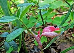 Exobasidium lingonberry (Exobasidium vaccinii) photo and description