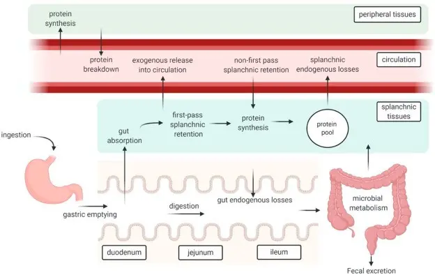 Exogenous amino acids &#8211; an essential element of the body&#8217;s functioning