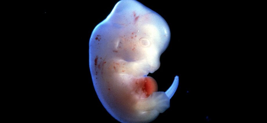 Experiments on human embryos legal