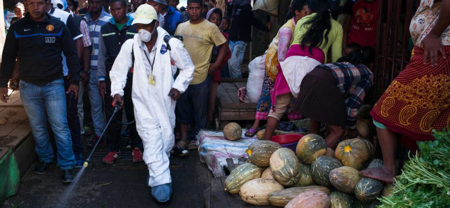 Experts warn: an epidemic of plague may break out in Madagascar