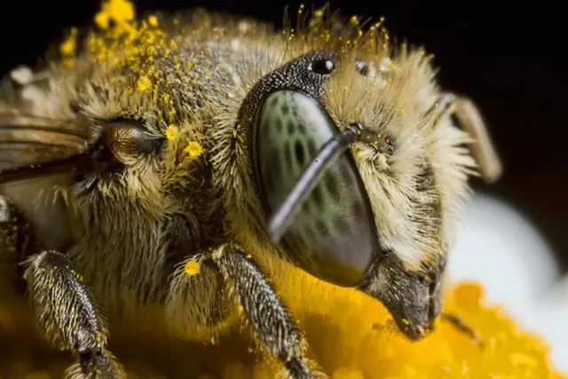 Extinction of bees: causes and consequences