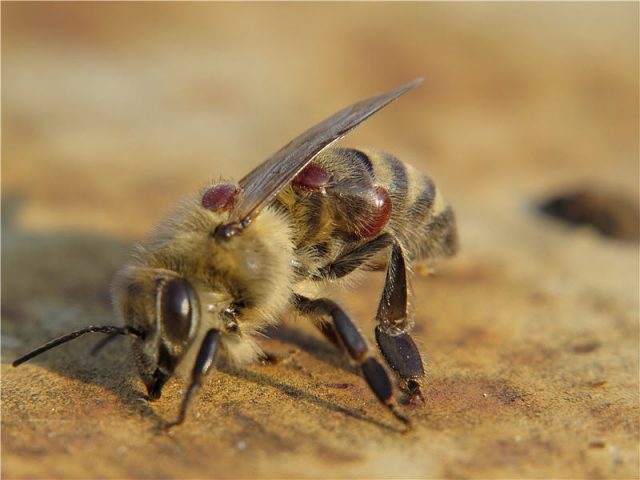 Extinction of bees: causes and consequences