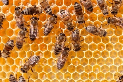 Extinction of bees: causes and consequences