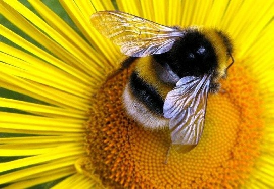 Extinction of bees: causes and consequences