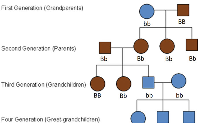 Eye color &#8211; inheritance, classification, heterochromia. What affects eye color?