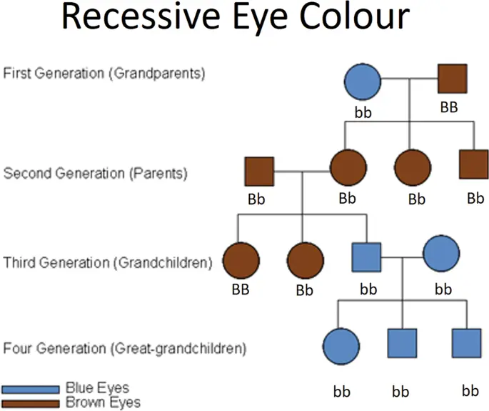 Eye color &#8211; inheritance, classification, heterochromia. What affects eye color?