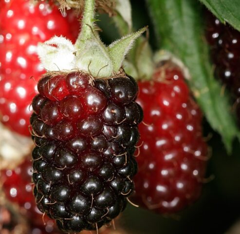 Ezhemalina Boysenberry (Bojsenberry): variety description, planting and care, video