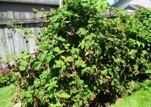 Ezhemalina Boysenberry (Bojsenberry): variety description, planting and care, video