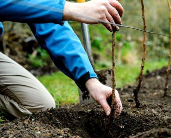 Ezhemalina Boysenberry (Bojsenberry): variety description, planting and care, video