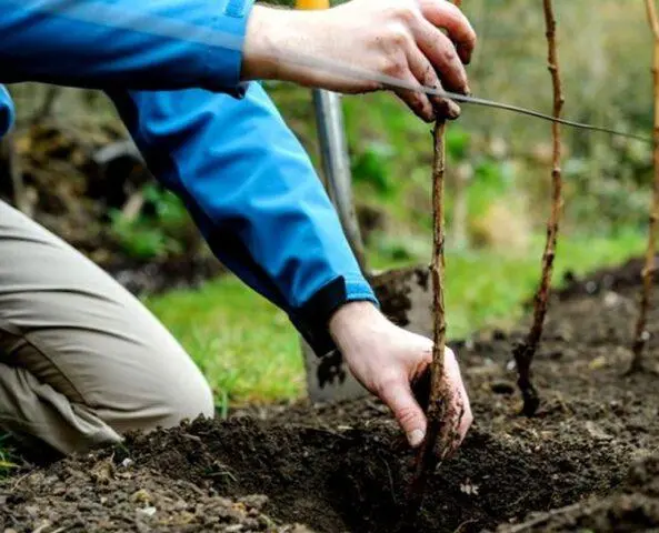 Ezhemalina Boysenberry (Bojsenberry): variety description, planting and care, video