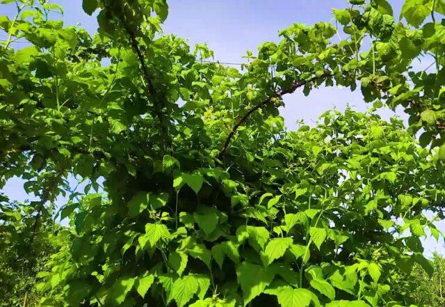 Ezhemalina Boysenberry (Bojsenberry): variety description, planting and care, video