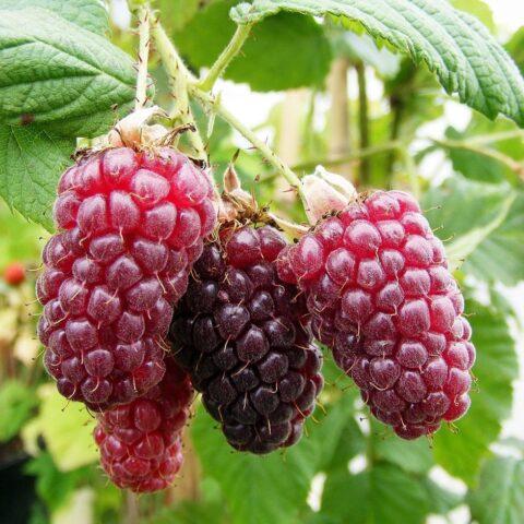 Ezhemalina Buckingham Tayberry (Buckingham Tayberry): variety description, photo, reviews