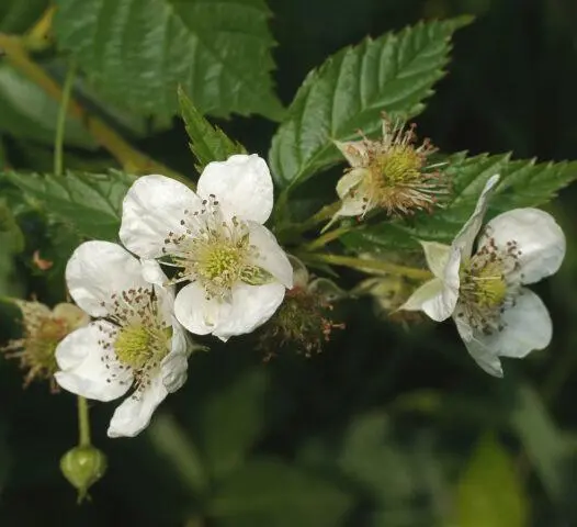 Ezhemalina garden: planting and care in the open field: in spring, autumn, photo, video