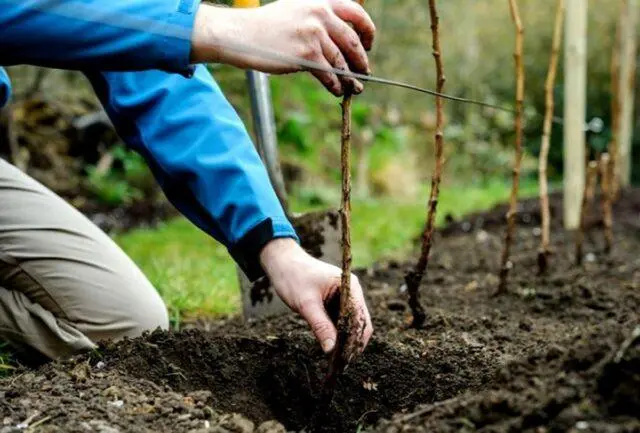 Ezhemalina garden: planting and care in the open field: in spring, autumn, photo, video