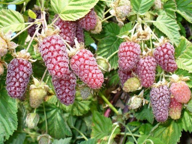 Ezhemalina Loganberry (Loganberry): variety description, cultivation features, pruning