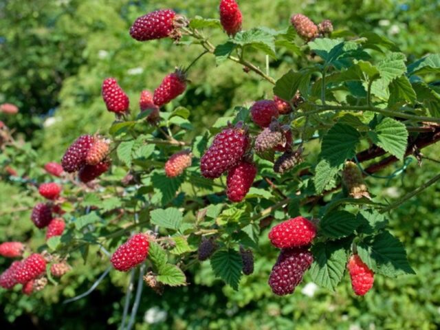 Ezhemalina Loganberry (Loganberry): variety description, cultivation features, pruning