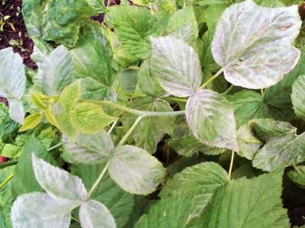 Ezhemalina Loganberry (Loganberry): variety description, cultivation features, pruning