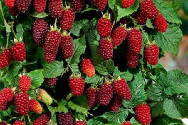 Ezhemalina Loganberry (Loganberry): variety description, cultivation features, pruning