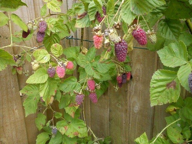 Ezhemalina Loganberry (Loganberry): variety description, cultivation features, pruning