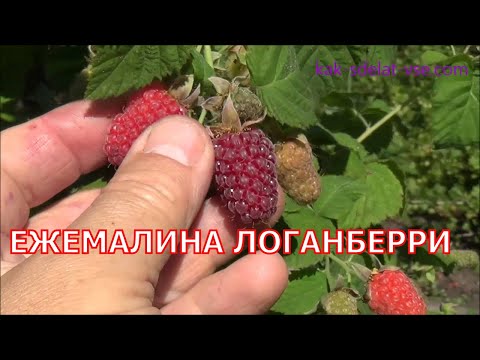 Ezhemalina Loganberry (Loganberry): variety description, cultivation features, pruning