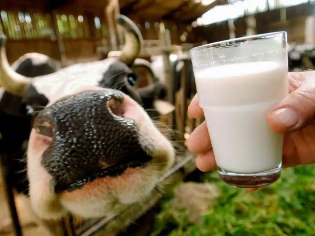 Factors affecting the milk production of cattle