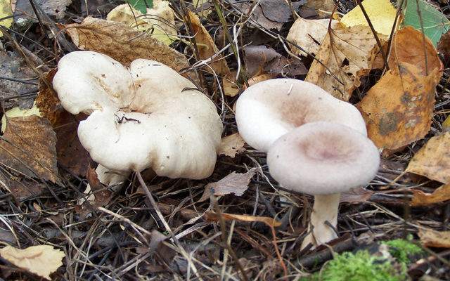 Faded milky mushrooms: photo and description