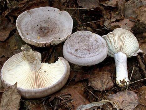 Faded milky mushrooms: photo and description