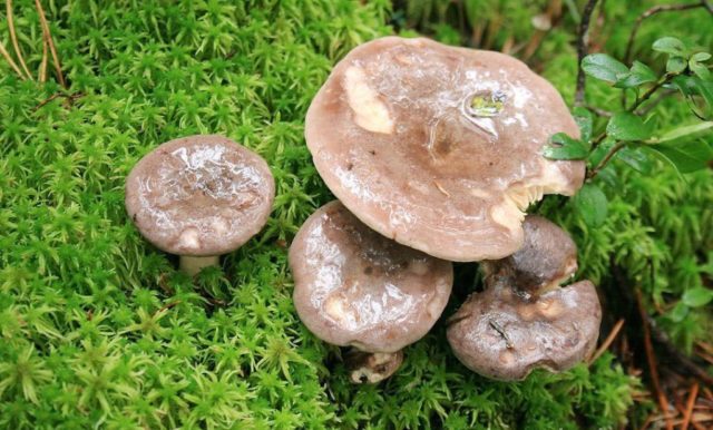 Faded milky mushrooms: photo and description