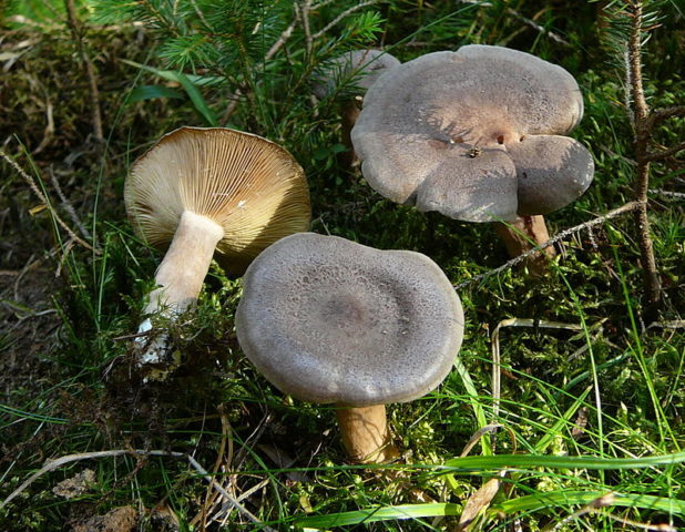 Faded milky mushrooms: photo and description