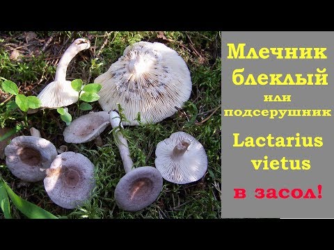 Faded milky mushrooms: photo and description