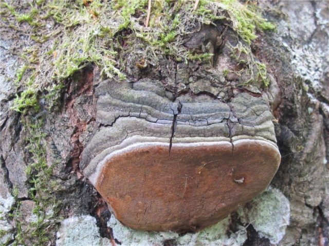 False aspen tinder fungus: description, use in traditional medicine, photo