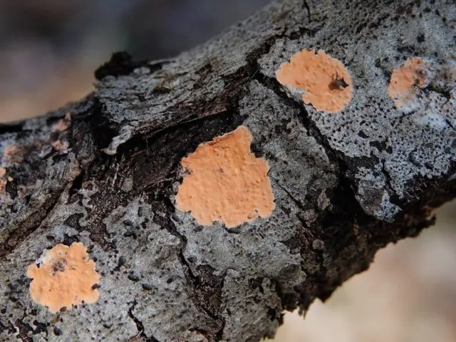 False aspen tinder fungus: description, use in traditional medicine, photo