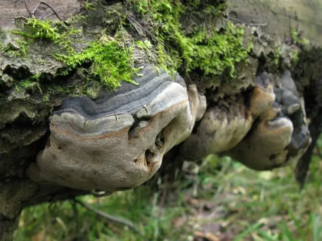 False aspen tinder fungus: description, use in traditional medicine, photo