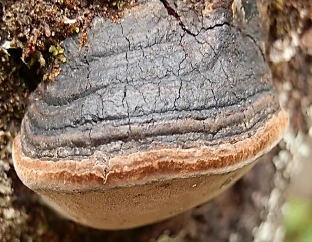 False aspen tinder fungus: description, use in traditional medicine, photo