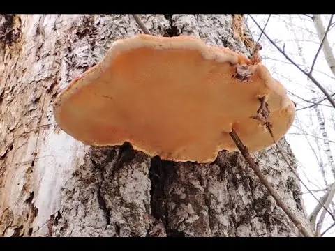 False aspen tinder fungus: description, use in traditional medicine, photo