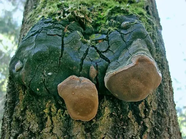 False aspen tinder fungus: description, use in traditional medicine, photo