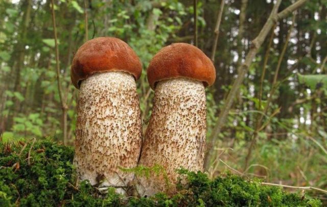 False boletus: how to identify, photo and description