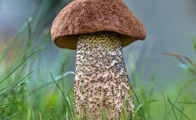 False boletus: how to identify, photo and description