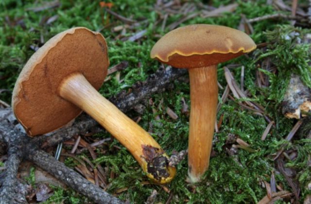 False boletus: how to identify, photo and description