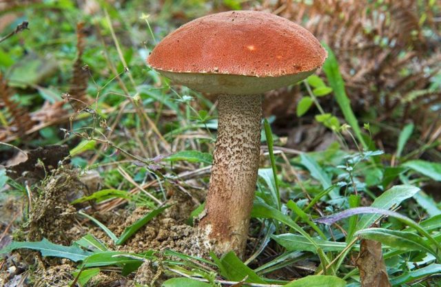 False boletus: how to identify, photo and description