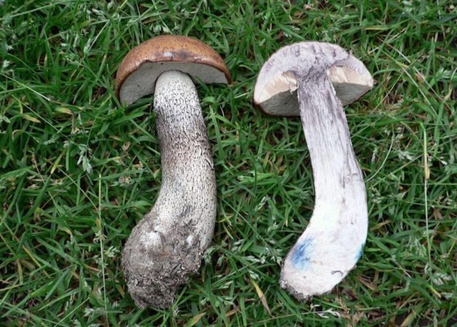 False boletus: how to identify, photo and description