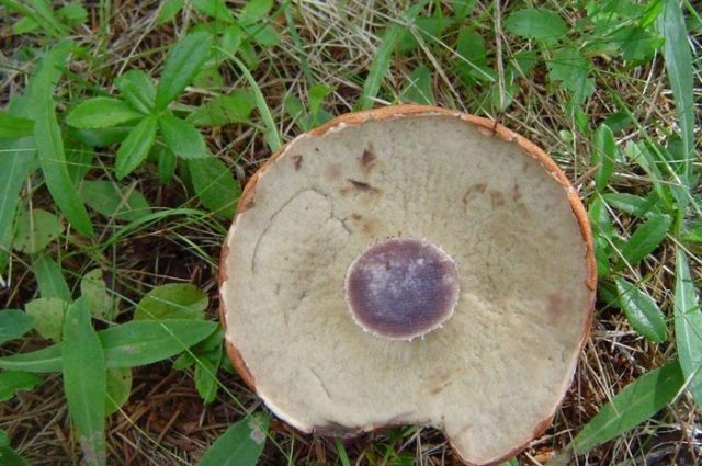 False boletus: how to identify, photo and description