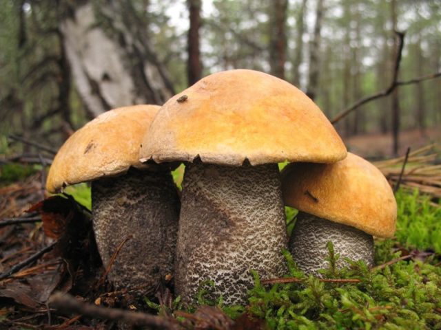 False boletus: how to identify, photo and description