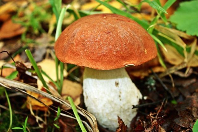 False boletus: how to identify, photo and description