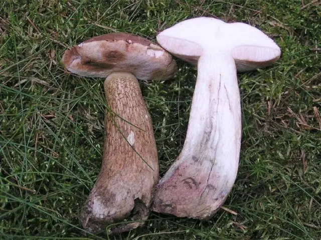 False boletus: photo and description, difference