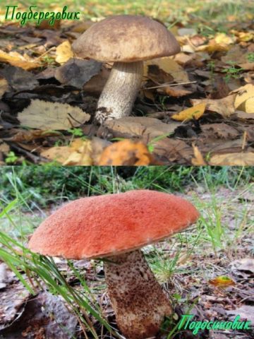 False boletus: photo and description, difference