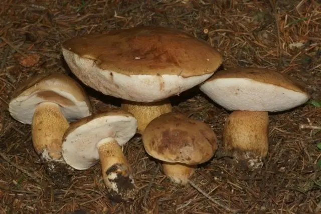 False boletus: photo and description, difference